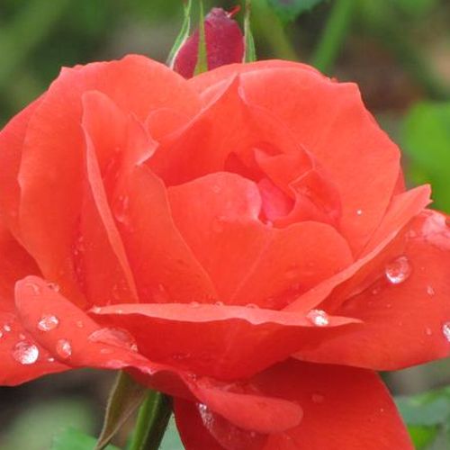 Růže eshop - Oranžová - Floribunda - diskrétní - Rosa  Apache - Gerrit De Ruiter - ,-